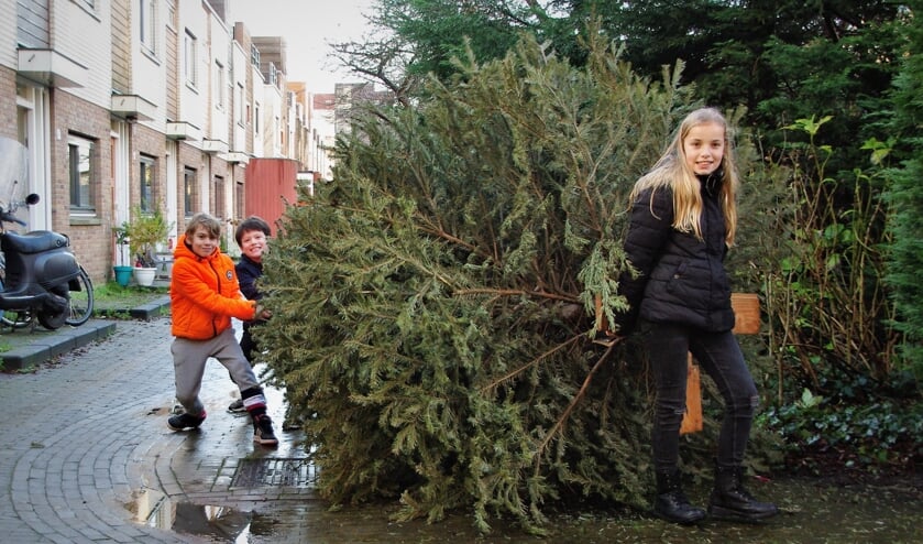 <p>In Poelgeest sleepten Hugo, Max en Ilena samen heel veel kerstbomen bij elkaar: ook hele grote.</p>