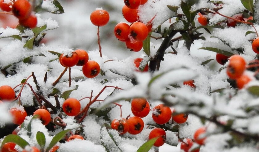 <p>Een prachtig contrast, rode bessen in de sneeuw.</p>