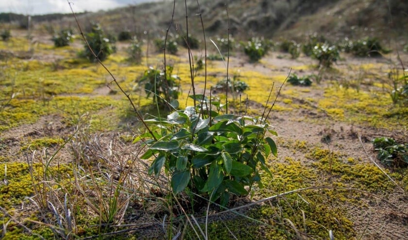<p>Zwarte Engbloem.</p>