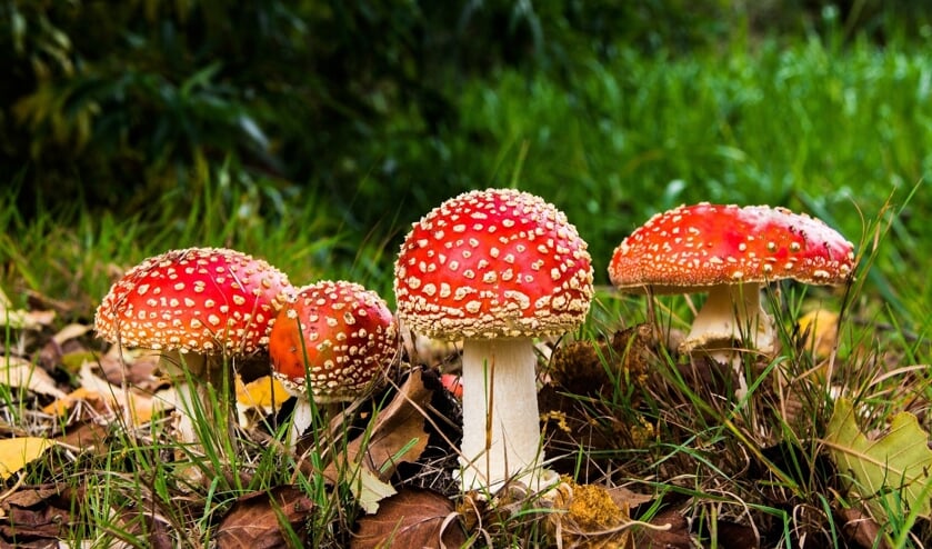 De vliegenzwam, voor veel mensen echt een teken dat de herfst is begonnen.