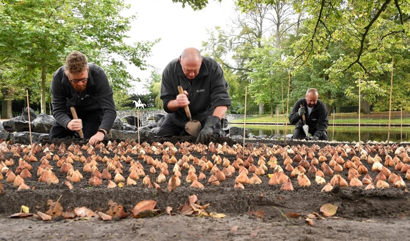 <p>Het planten van de bollen is elk jaar weer een bijzonder moment bij Keukenhof. </p>