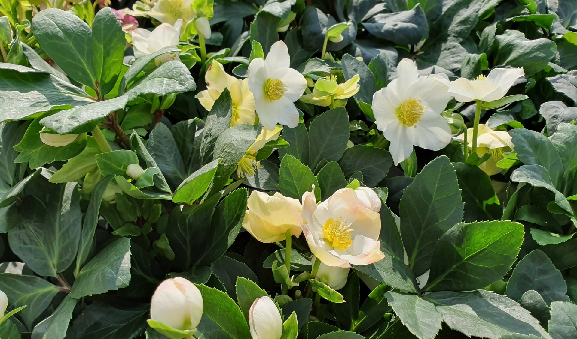 De prachtige Helleborus.