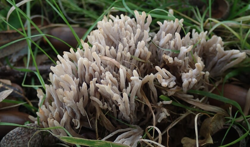 Wellicht wordt zaterdag ook de asgrauwe koraalzwam (Clavulina cinerea) gespot. | Foto: IVN Leidse Regio