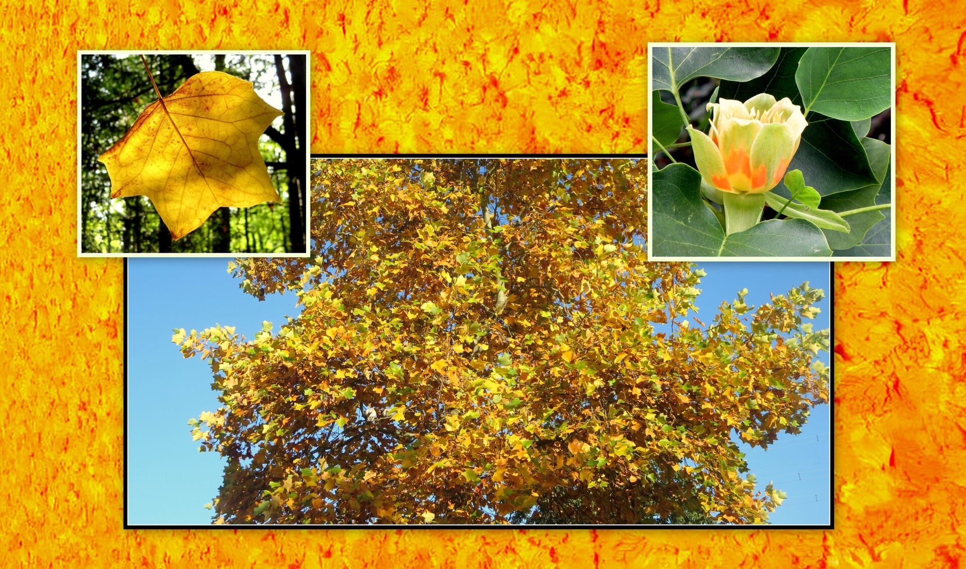 Detail van Jan Wolkers’ Grote Gele Doek als achtergrond voor een boom, blad en bloem, gefotografeerd door Tineke Sommeling.