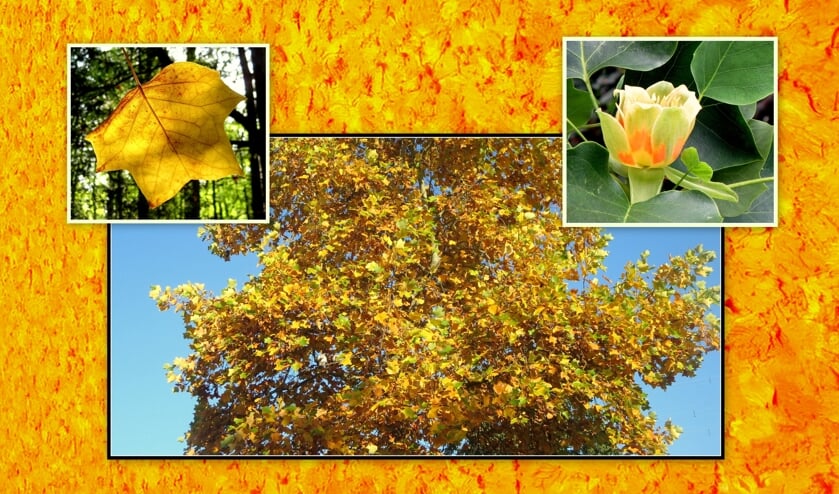 <p class="kop_rubriek" pstyle="kop_rubriek">Detail van Jan Wolkers&rsquo; Grote Gele Doek als achtergrond voor een boom, blad en bloem, gefotografeerd door Tineke Sommeling.</p>  