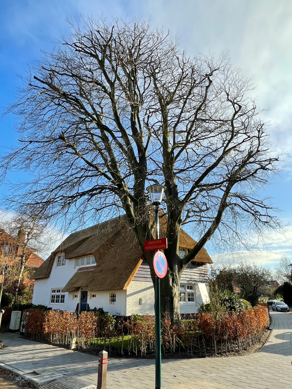 <p>De prachtige monumentale rode beuk op de hoek van de Koninginnelaan en de Frederik Hendriklaan moet helaas gekapt. |</p>