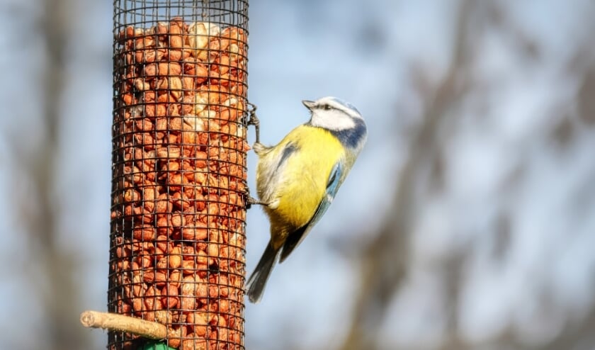 Gebruik bij het voeren liever geen producten in netjes. Daar kunnen vogels in verstrikt raken en het zorgt voor zwerfafval.