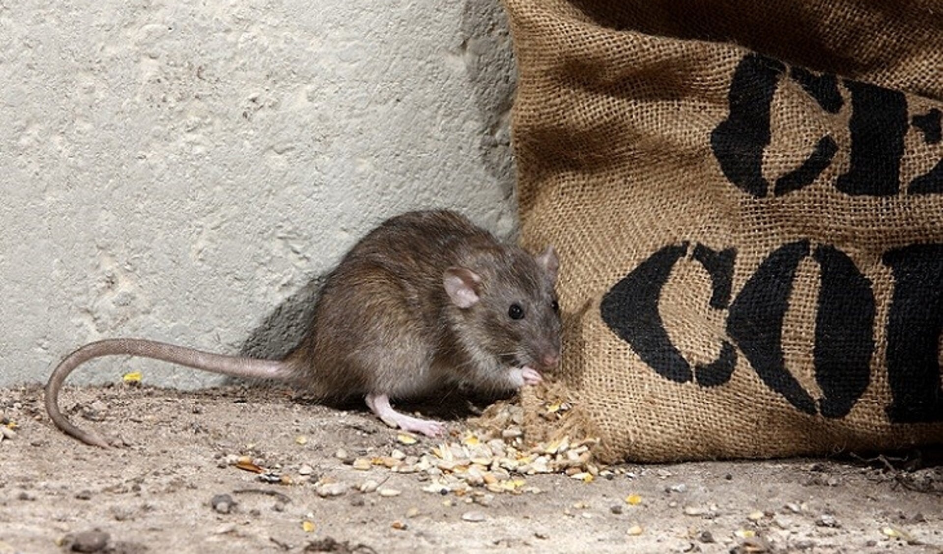 Het aantal ratten en muizen neemt snel toe, onder meer doordat mensen slordig met hun etenswaren omgaan. 