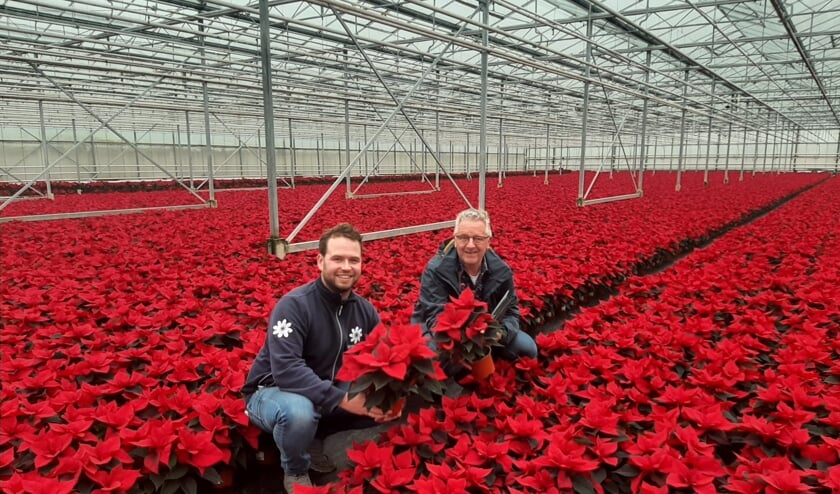 <p>Productmanager Peter Rodenrijs op bezoek tussen de kerststerren.</p>