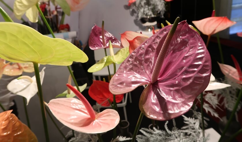 <p>Prachtige anthuriums, zeker ook in een boeket.</p>