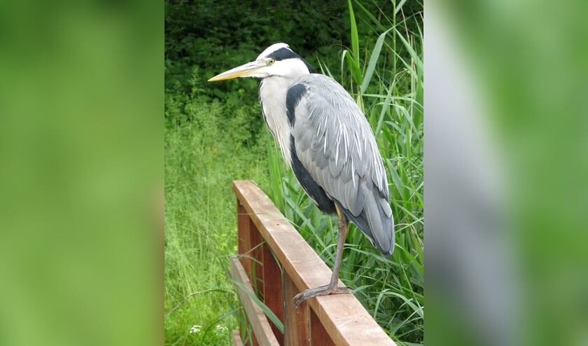 De blauwe reiger is niet moeders mooiste.