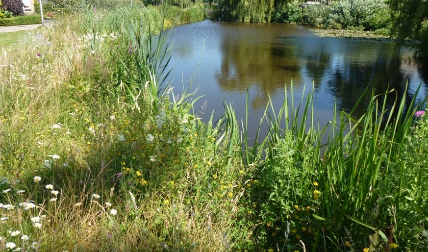 Voorbeeld van een natuurvriendelijke oever. | Foto: PR