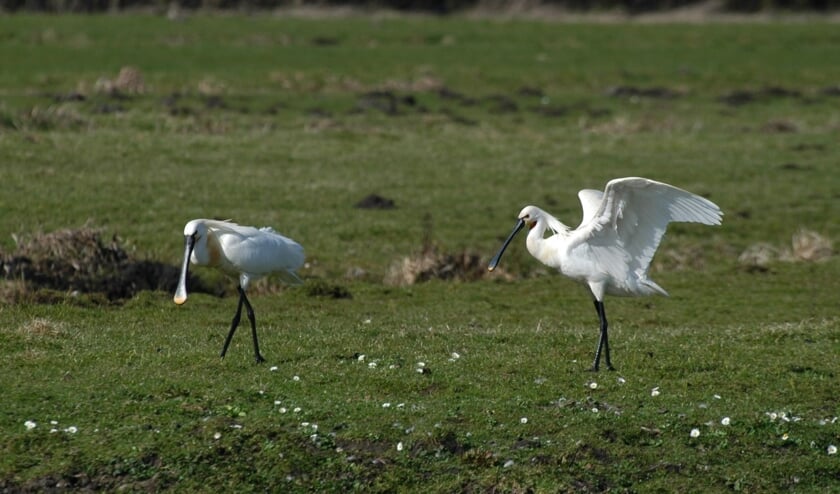 <p>Jaarlijks maken circa 3000 tot 4000 wintergastvogels gebruik van de Oosteinderpolder. | Foto: pr</p>
