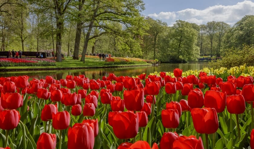 Beeld van het park in 2019. Vorig jaar bleef Keukenhof voor het eerst in de geschiedenis dicht. | Foto: pr