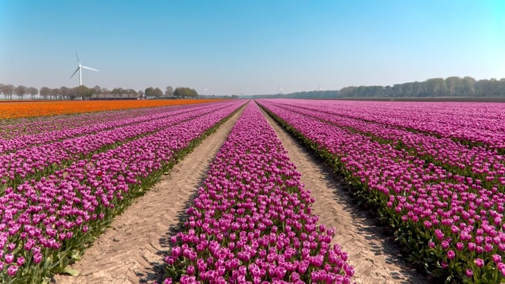 De fractie van PvdA/GroenLinks maakt zich zorgen over gebruik van pesticiden in de bollensector. |