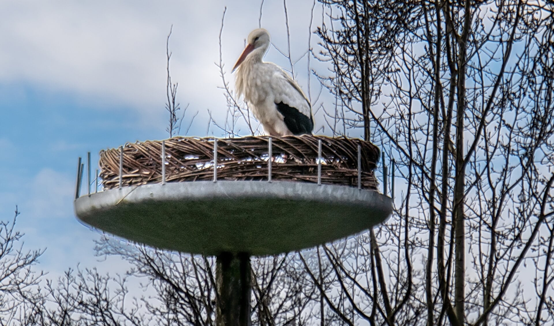 Elke dag strijkt de ooievaar een paar uur neer op het nest in De Houtkamp.