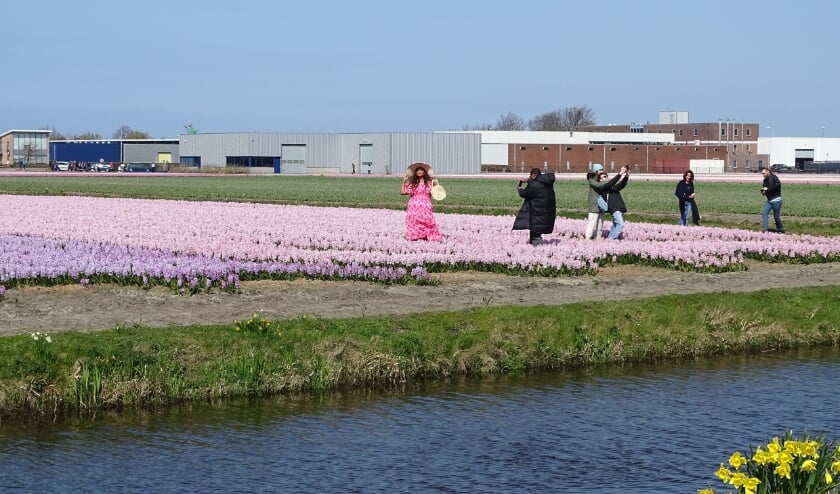 <p>Toeristen in de bloeiende velden aan de Prinsenweg in Voorhout. | Foto: pr./Gerard van Steijn</p>