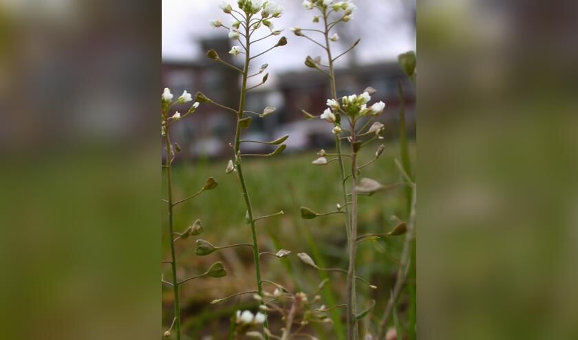 Het Herderstasje met z'n kleine witte bloemetjes en de typerende blaadjes.