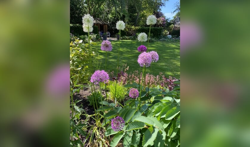 <p>Zaterdag 19 en zondag 20 juni zijn veel tuinen in de regio geopend.</p>