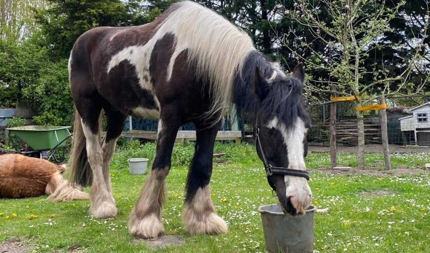 <p>Verrassende nuances kwam ter tafel toen de politiek de belanghebbenden van de paardenweitjes hoorde | Foto: BO</p>
