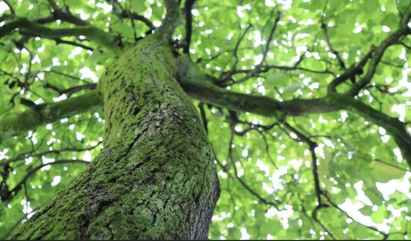 Leer bomen herkennen aan de schors, de bladeren, vruchten en bloemen.