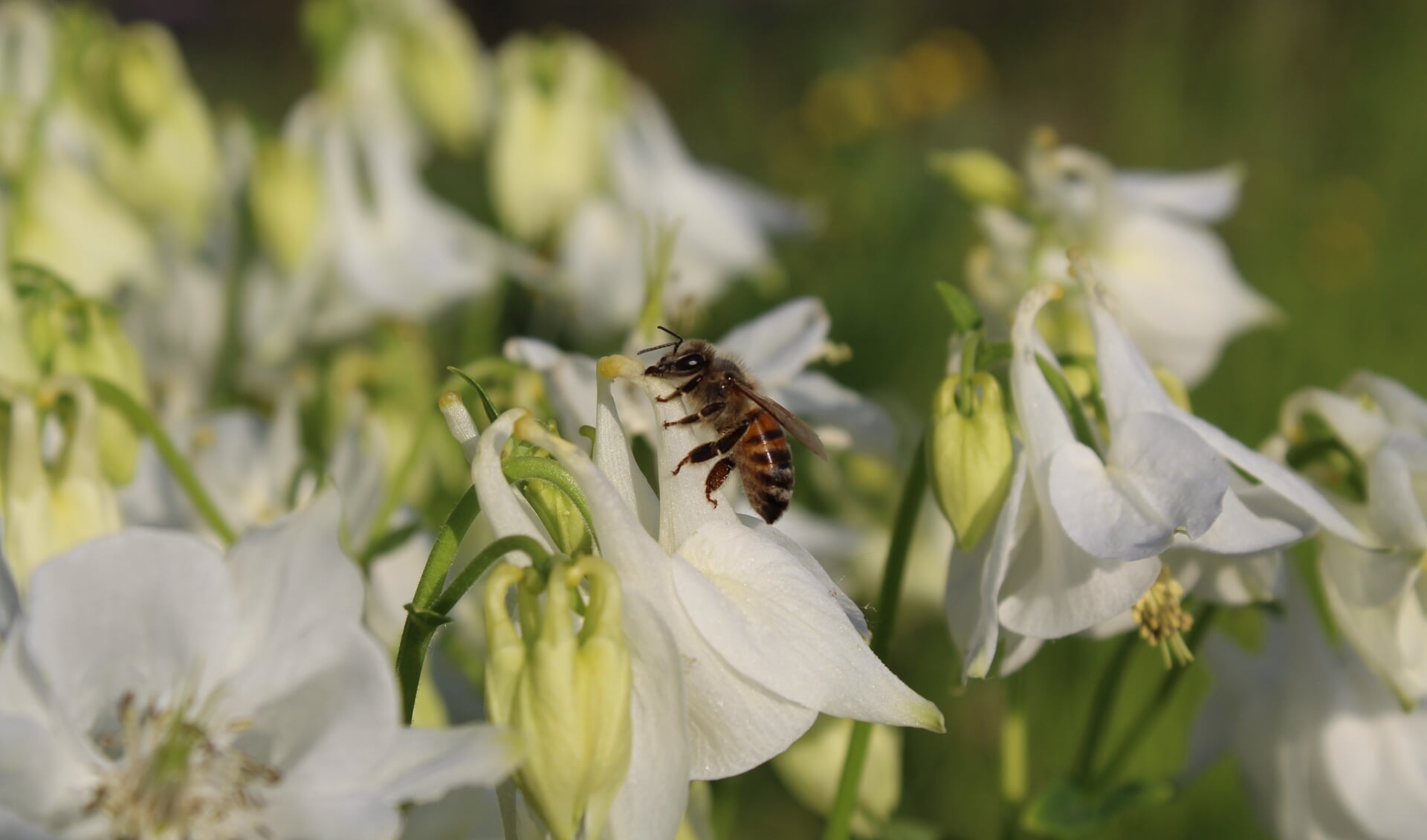 Een honingbij maakt gebruik van een door een hommel gemaakt gaatje in de buis van de bloem van de akelei.