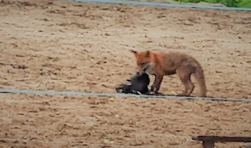 <p>De vos bij één van de kippen die hij doodde. Vossen doden soms meer dieren dan ze nodig hebben.</p>