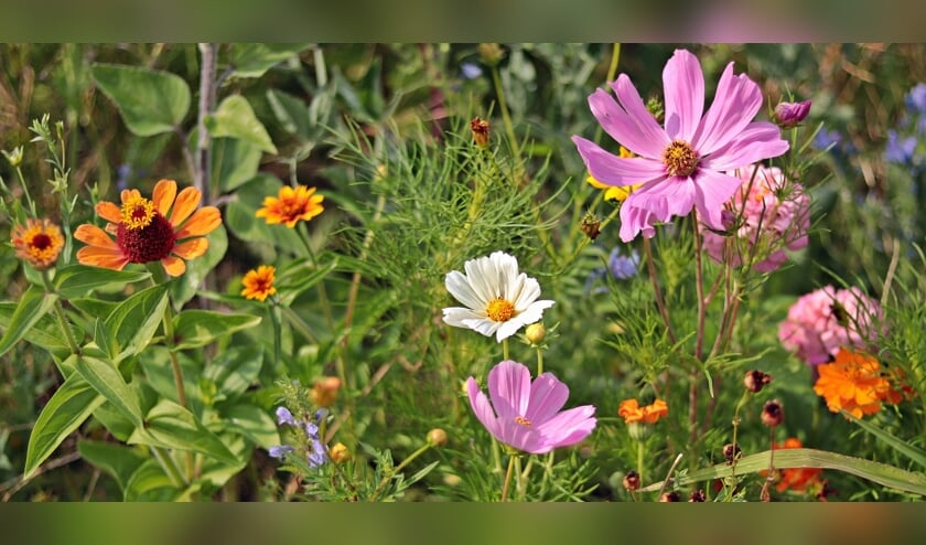 Het wordt kleurrijk in de tuin met de zaden.