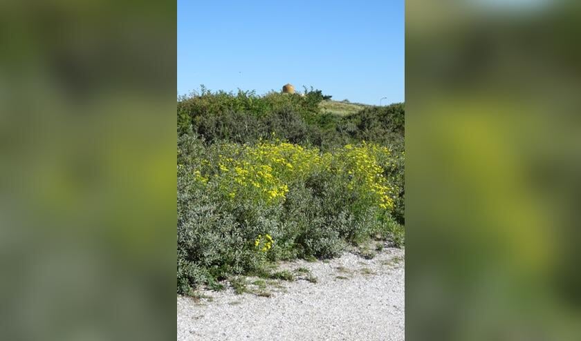 De wandelingen starten bij de Soefitempel in Katwijk, die gelegen is aan de rand van de duinen.