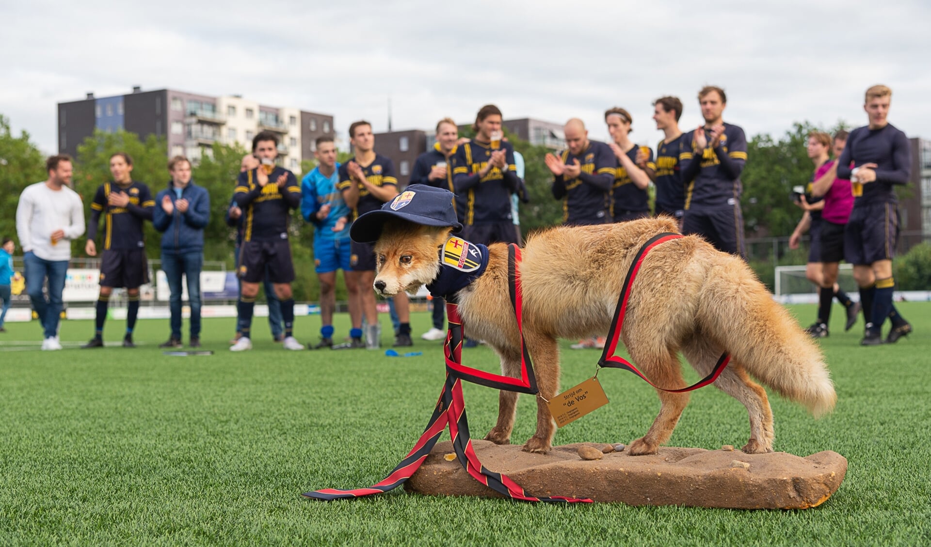 De vos lijkt niet weg te slaan van Sportpark De Voscuyl. | Foto: Paul Lichtenbeld