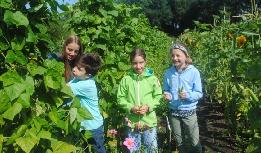 <p> Louise (rechts) wordt bij het bonenplukken geholpen door zus Marilou (links) en neefje Lucas en nichtje Irene. | Foto: Nelleke Thissen</p>