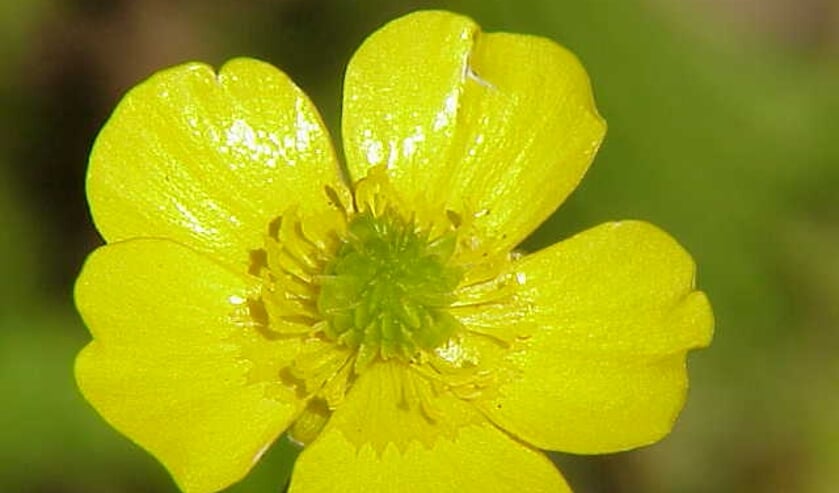 <p>Scherpe boterbloem.</p>