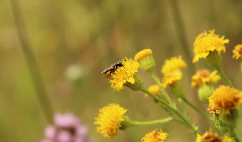 <p>Jacobskruiskruid is een belangrijke bron van nectar en stuifmeel voor tientallen soorten insecten. </p>