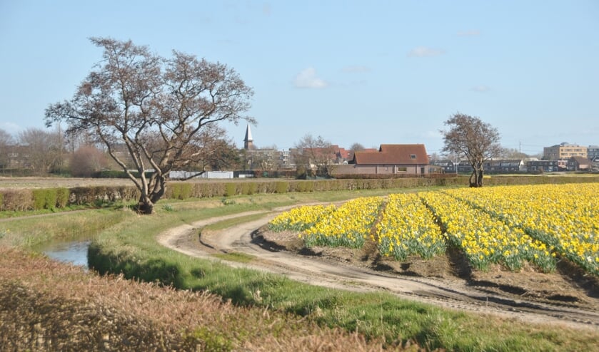 Een mooie ligusterhaag, karakteristiek voor de Bollenstreek.