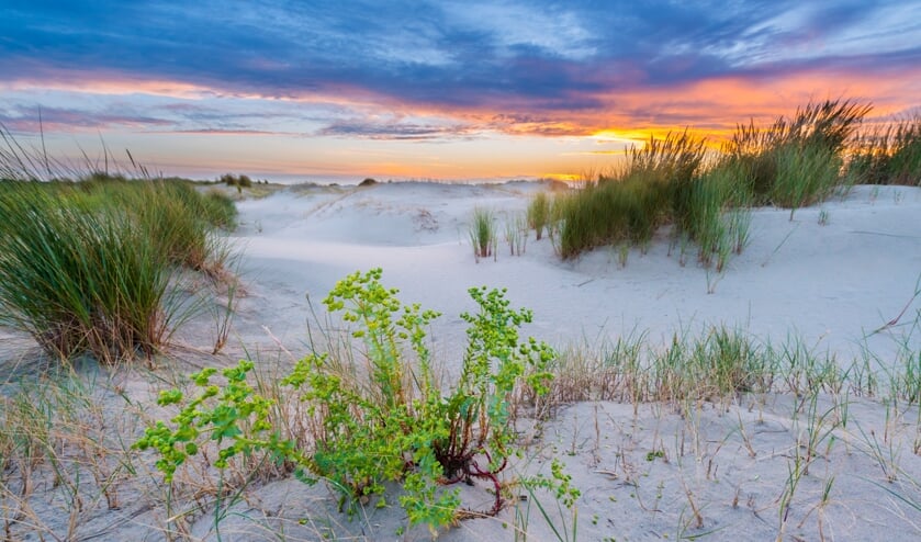 Zandduinen in de Kwade Hoek tijdens de zomer bij zonsondergang. | Foto: Nico van Kappel