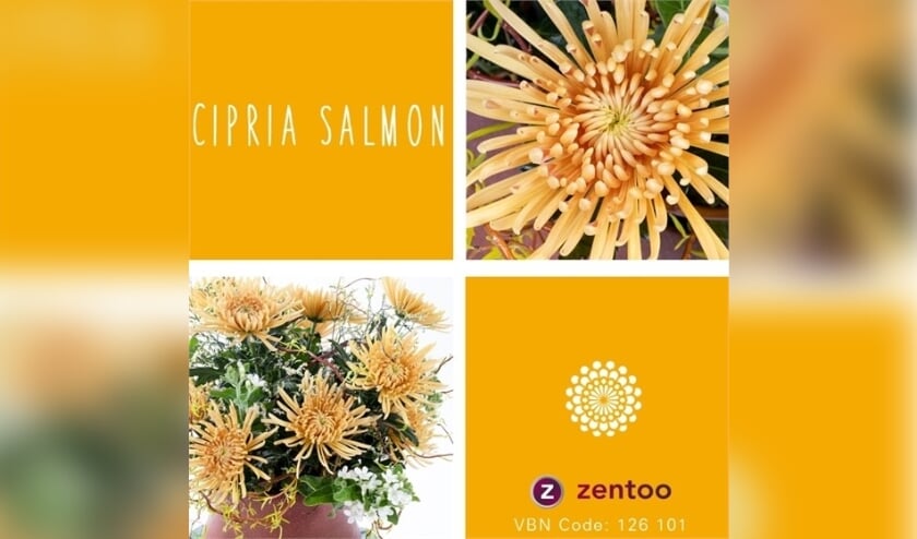 cipria salmon