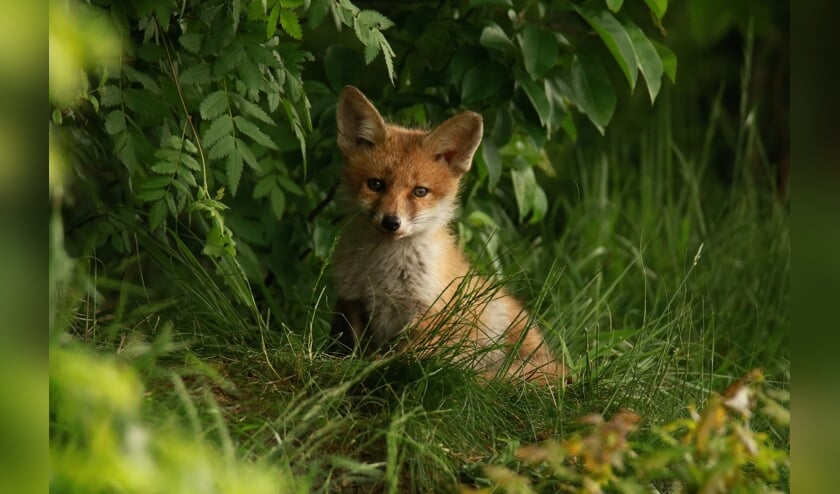 Er is zoveel te ontdekken in de Hollandse Duinen, zoals de vos.