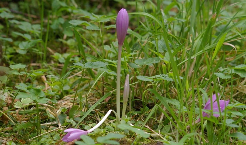 <p>De herfsttijloos lijkt enorm veel op een krokus.</p>