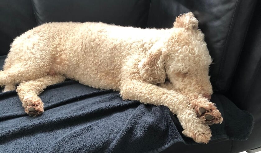 <p>Als je de hond niet op de bank wil, maak dan een ander plekje voor hem. | Foto: PR</p>