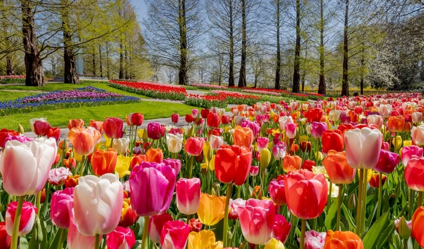 Een bloeiend Keukenhof in 2021.