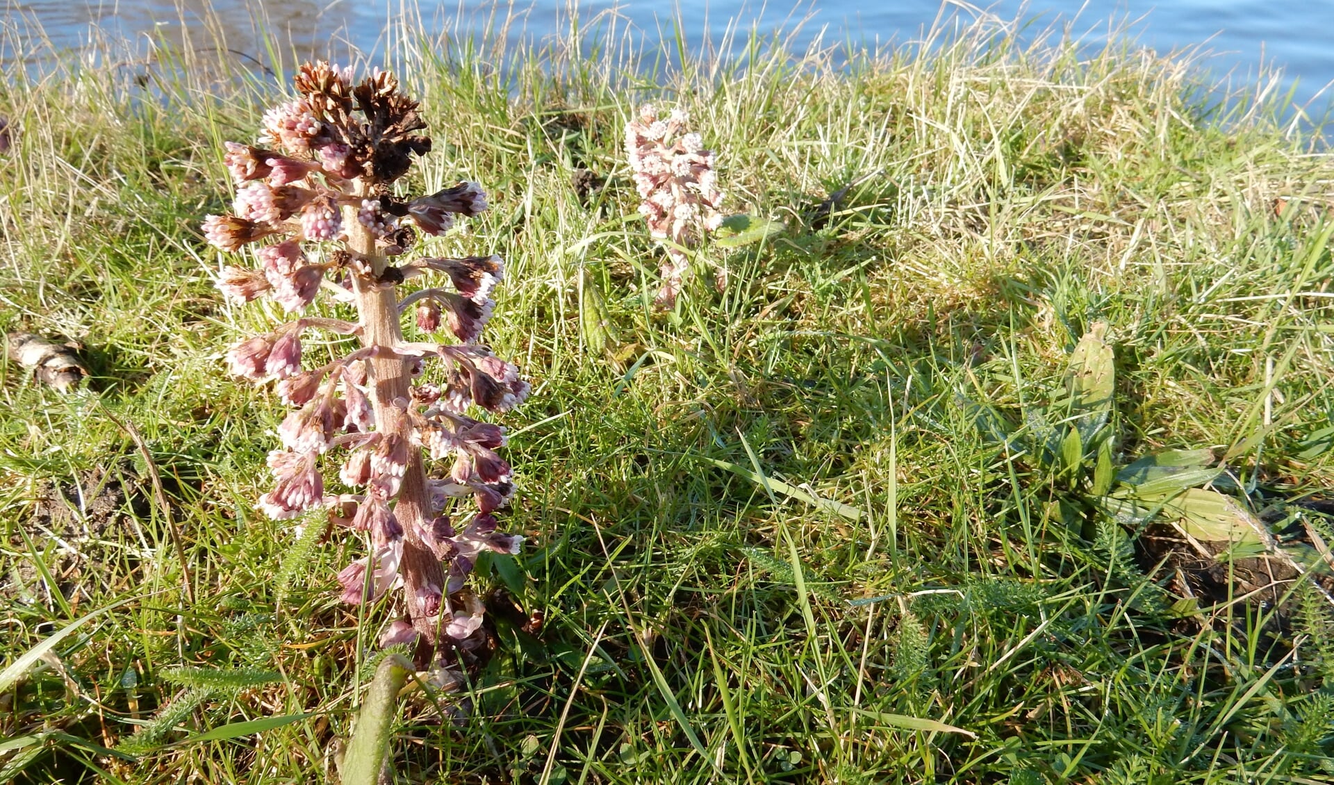 Groot Hoefblad bloeit voordat het grote blad verschijnt.