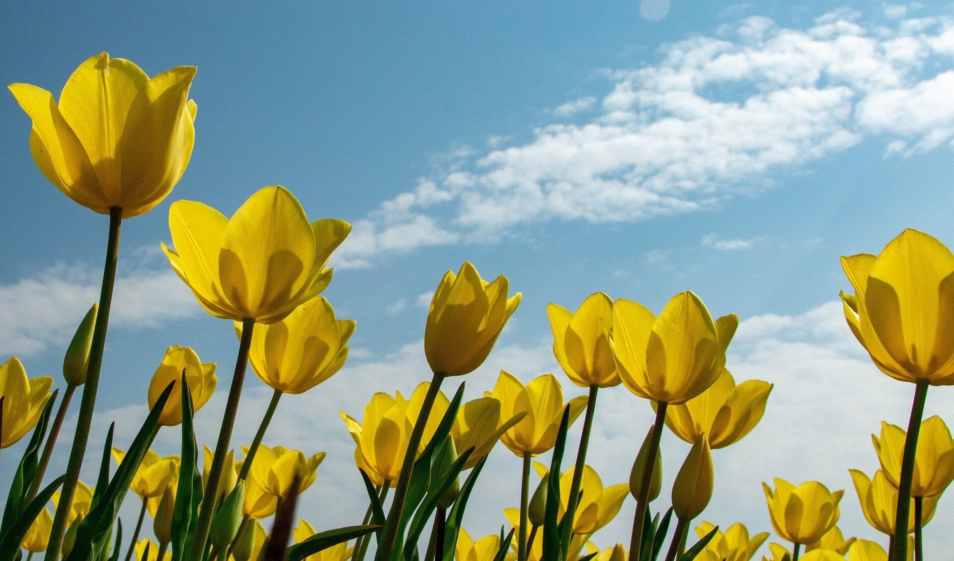Velden met gele tulpen en een blauwe lucht. | Foto: Pixabay