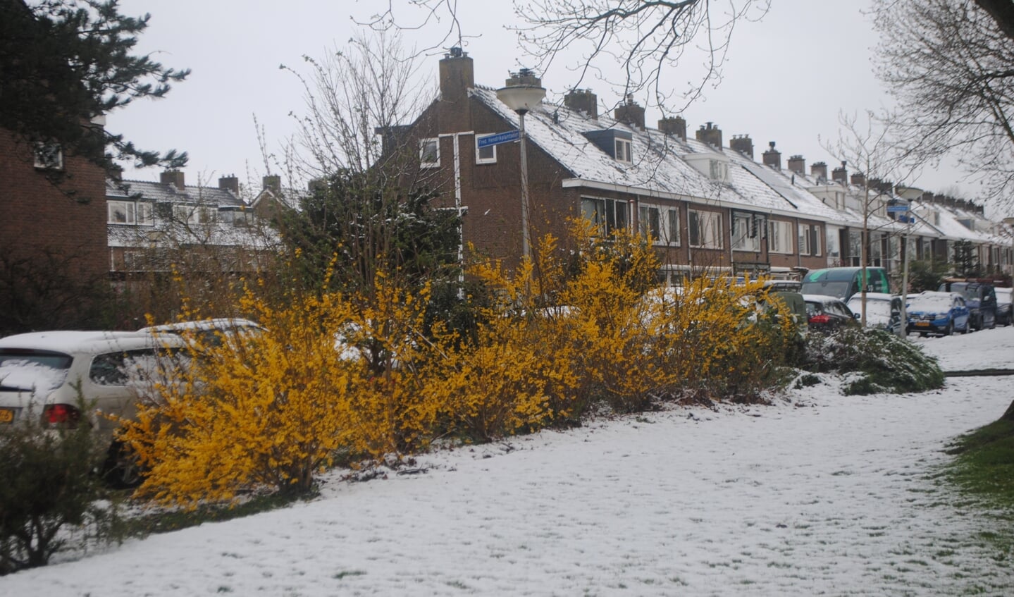 De bloeiende toverhazelaars in de Oranjewijk steken prachtig af tegen de besneeuwde ondergrond. 