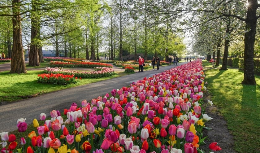 <p>Ruim 1,1 miljoen mensen wandelden als vanouds weer door Keukenhof dit seizoen.</p>