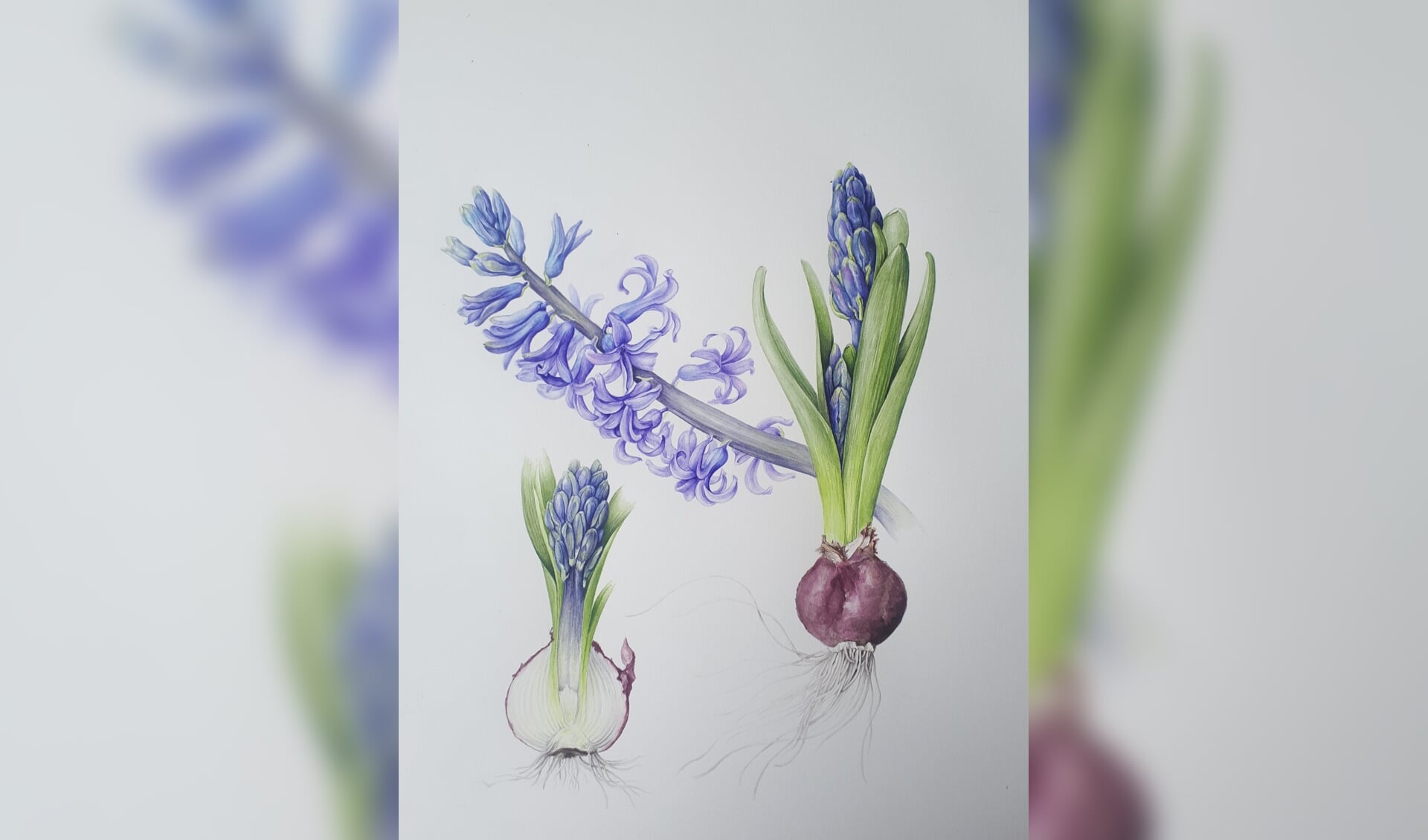 Hyacinthus ‘Blue Pearl’ getekend door Margriet Honingh.