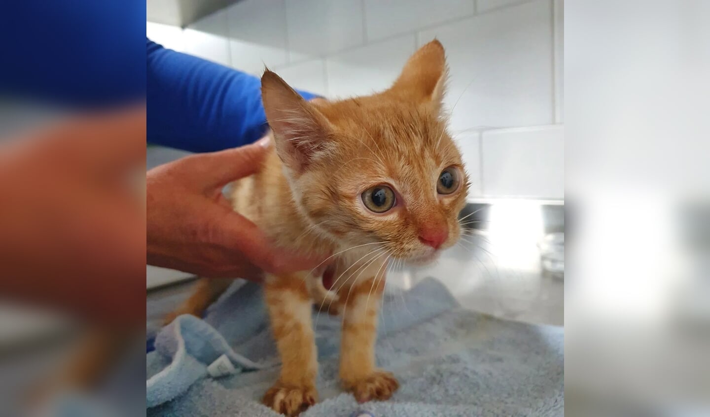 De kitten is inmiddels opgevangen in dierenasiel Stevenshage in Leiden.