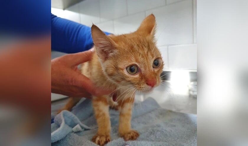 <p>De kitten is inmiddels opgevangen in dierenasiel Stevenshage in Leiden.</p>