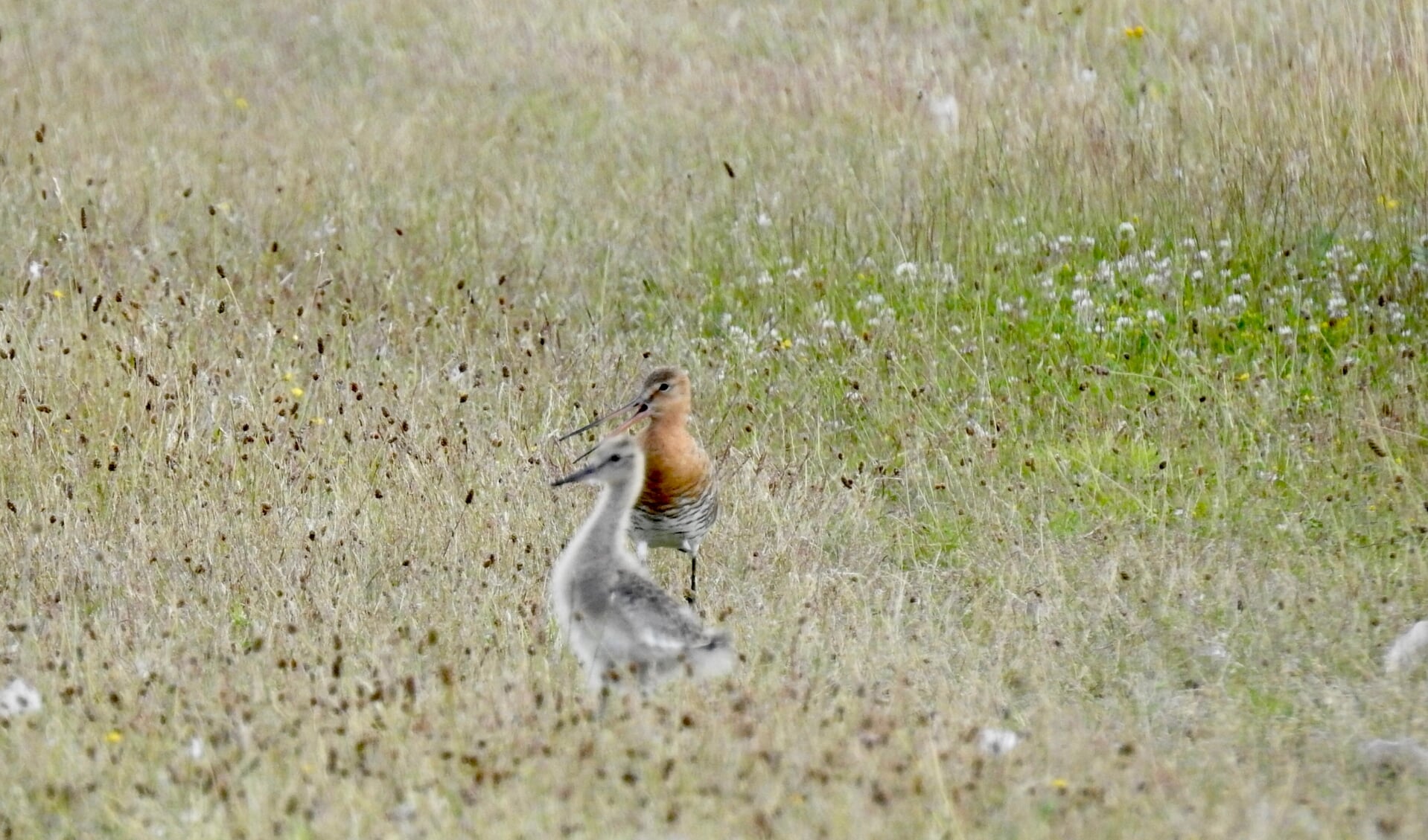 Een volwassen grutto met kuiken in de Munnikkenpolder. | Foto: Eveline ten Broek