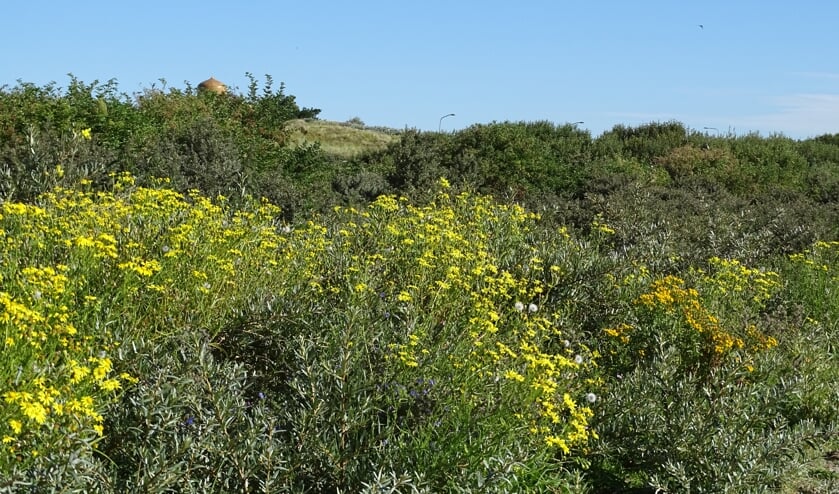 Wandel mee door de duinen van Berkheide.