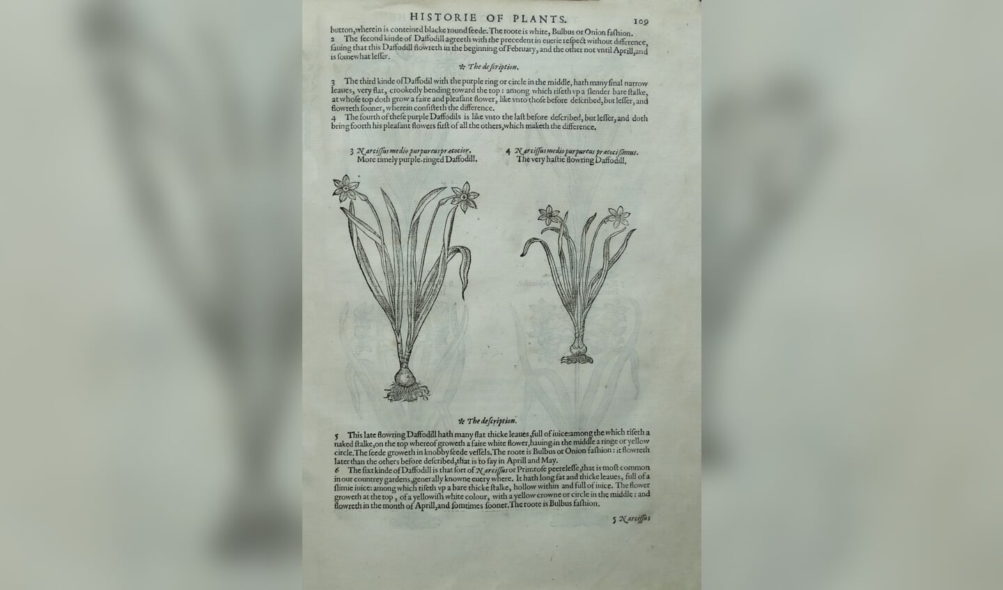 Bladzijde in het zeldzame exemplaar van The Herball uit 1597, met een beschrijving en afbeeldingen van narcissen.
